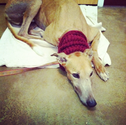 Sid, an elderly tan greyhound