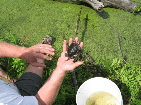 Closeup of Trent getting ready to release Ernest, our small turtle, into the swamp