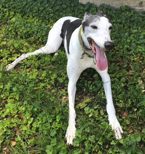 Leda the greyhound, smiling in clover
