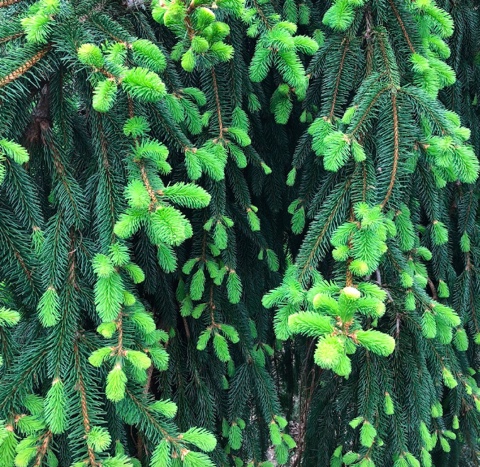 new growth on an evergreen