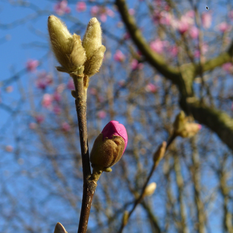 Pink magnolia buds almost ready to open