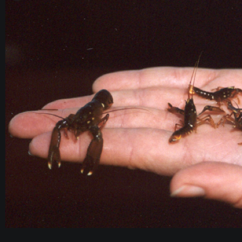 baby lobsters the size of coins on an open palm