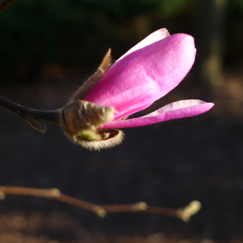 Closeup of a magenta magnolia bud, just breaking into bloom, on a dark background