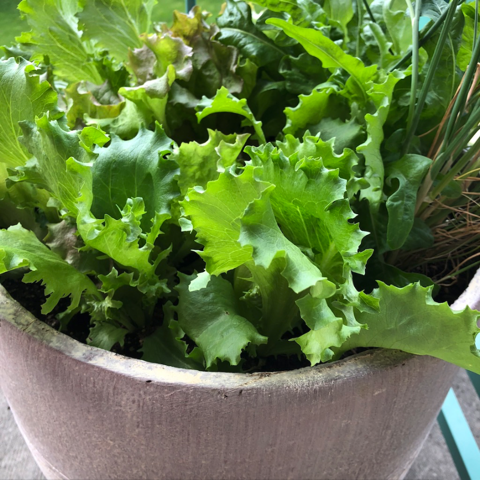 Green lettuce and a few onions growing in a pot