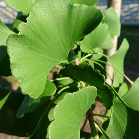 Close up of green Ginko leaves