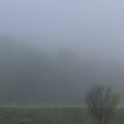 trees, hard to see through the fog
