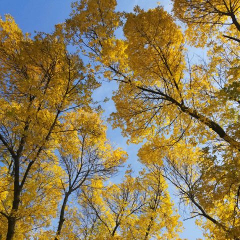 Autumn yellow treetops against a bright blue sky