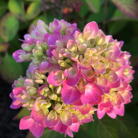 pink and white hydrangea bloom at sunset