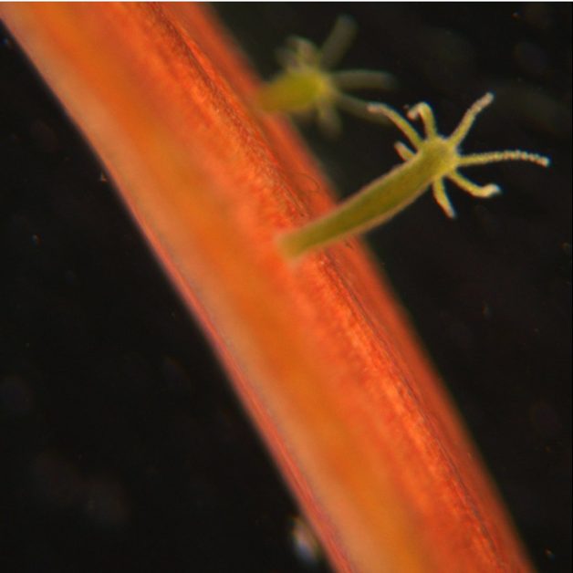 Hydra organism green, attached to orange substrate