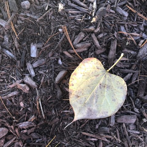 heart-shaped yellow leaf on brown mulch