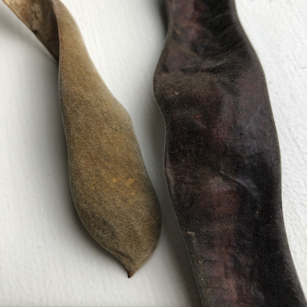 Two seed pods, one from a wisteria and one from a honey locust tree