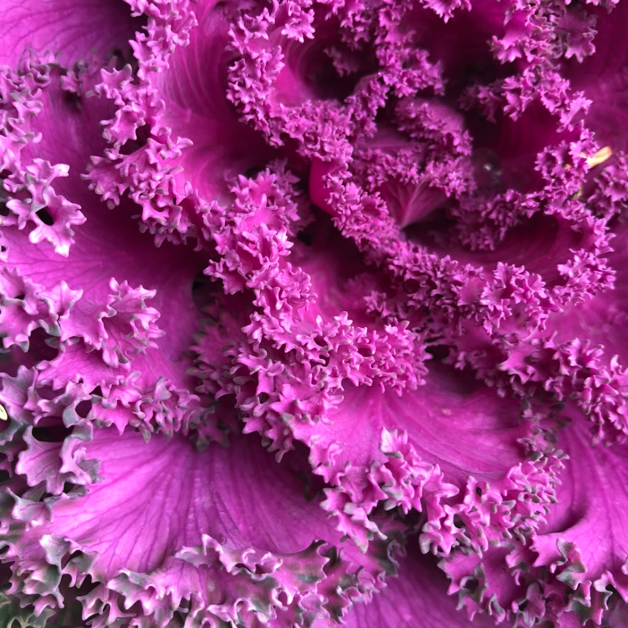 Close up of a pink ruffled cabbage