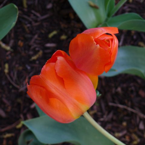 Two orange tulips, one supporting the other