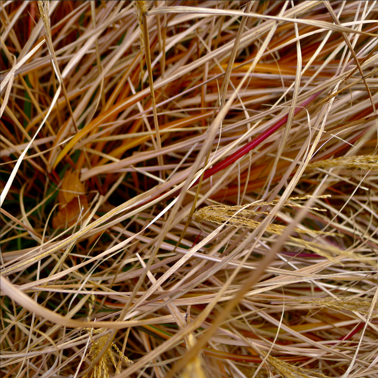 closeup of dry grasses, with a few yellow heads and red stalks
