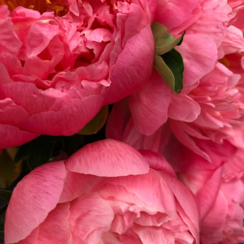Closeup of three bright pink peonies with two small green leaves peeking through
