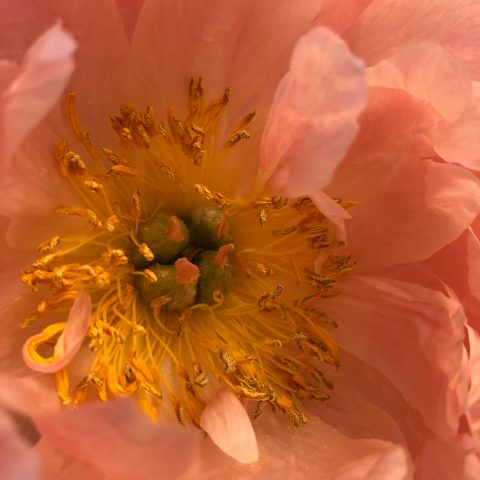 Close up of a coral charm peony, fully open