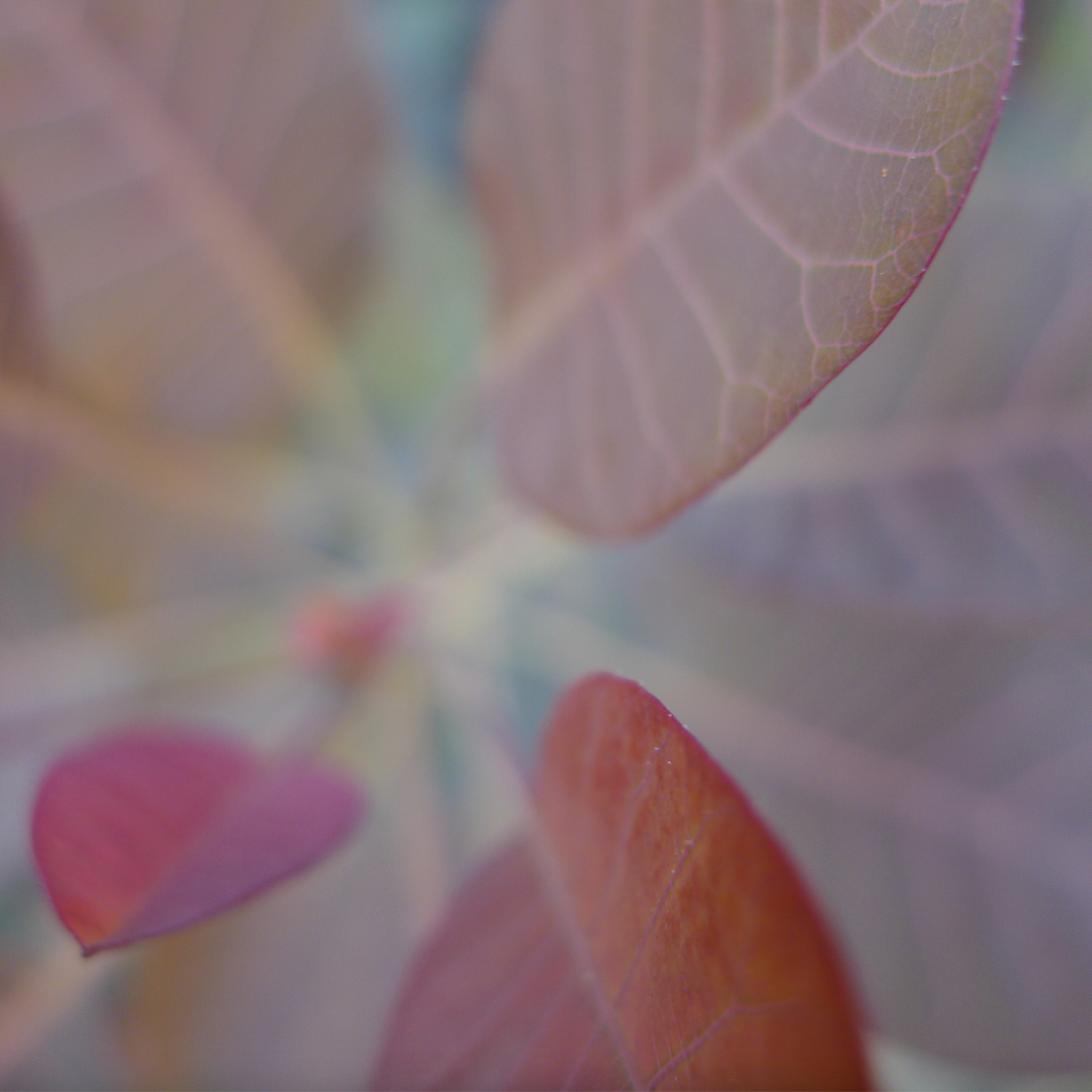 Closeup of a plant with redish-purple leaves, from above, slightly fuzzy/out of focus