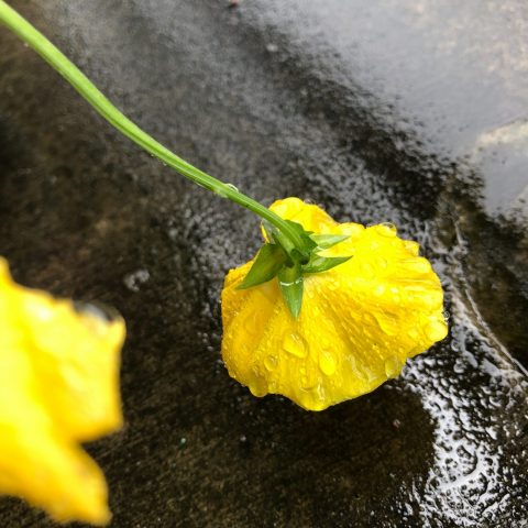 Yellow pansy face to the concrete, with raindrops