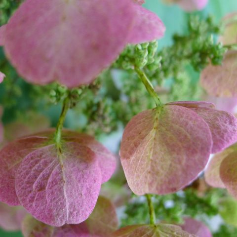 Closeup of three pink hydrangea flowers