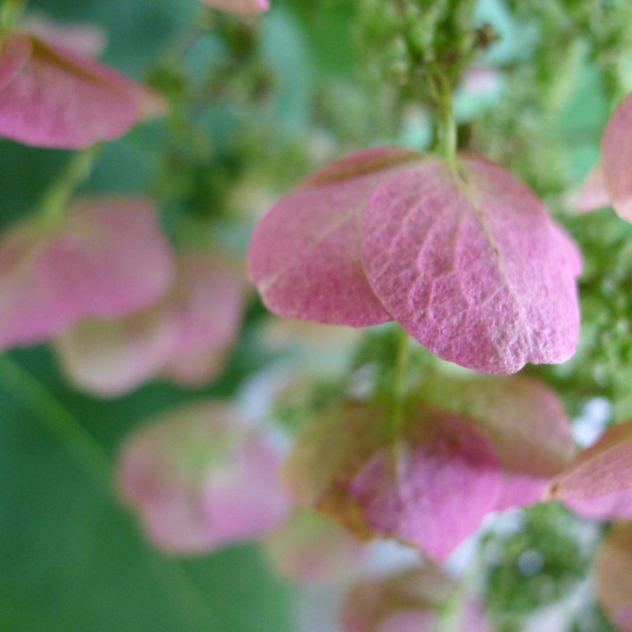 Closeup of many pink hydrangea flowers