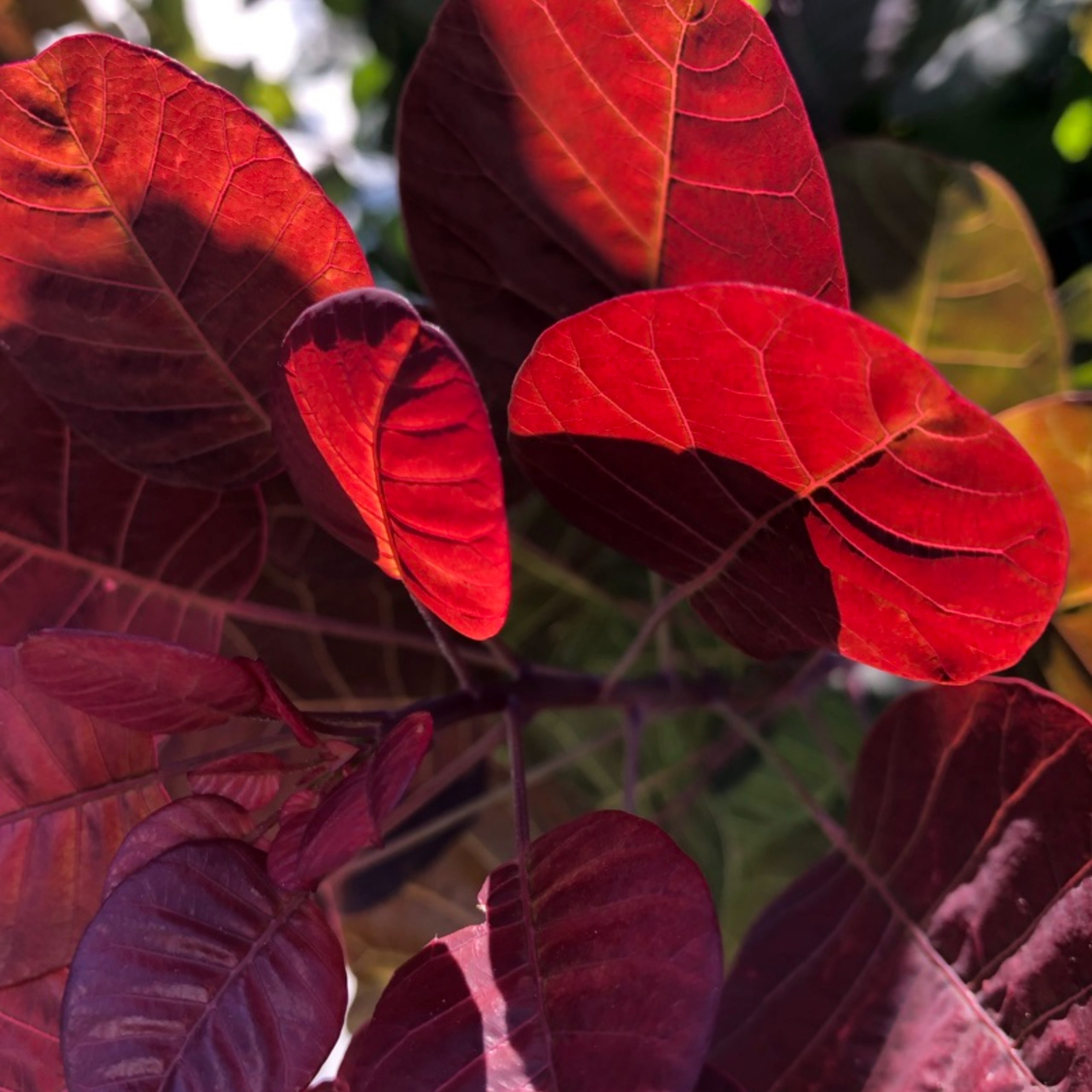 close up of purple leaves on a bush, backlit by sunlight, making some of the leaves bright read