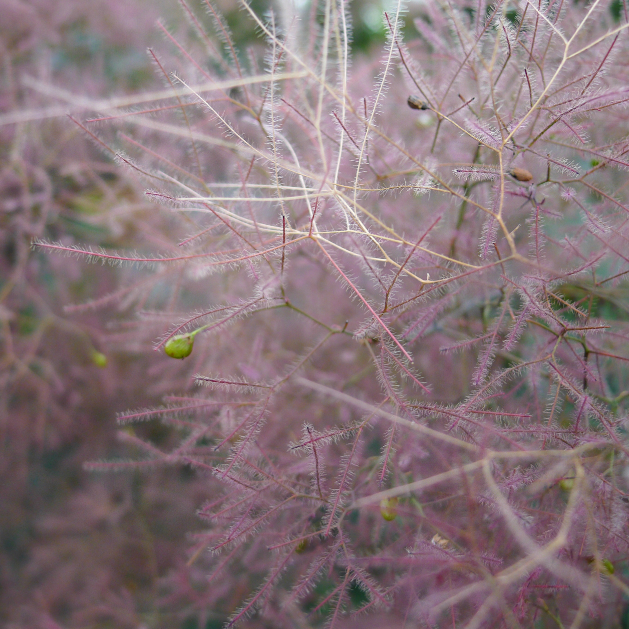 Closeup of a fuzzy purple plant looking like purple haze