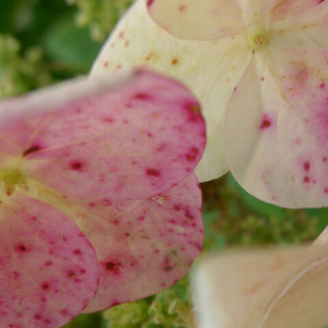 Close up of hydrangea blossoms, spotted pink