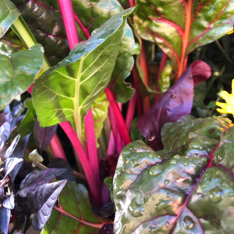 Rainbow Swiss Chard in early morning light, with bright red stems and water droplets