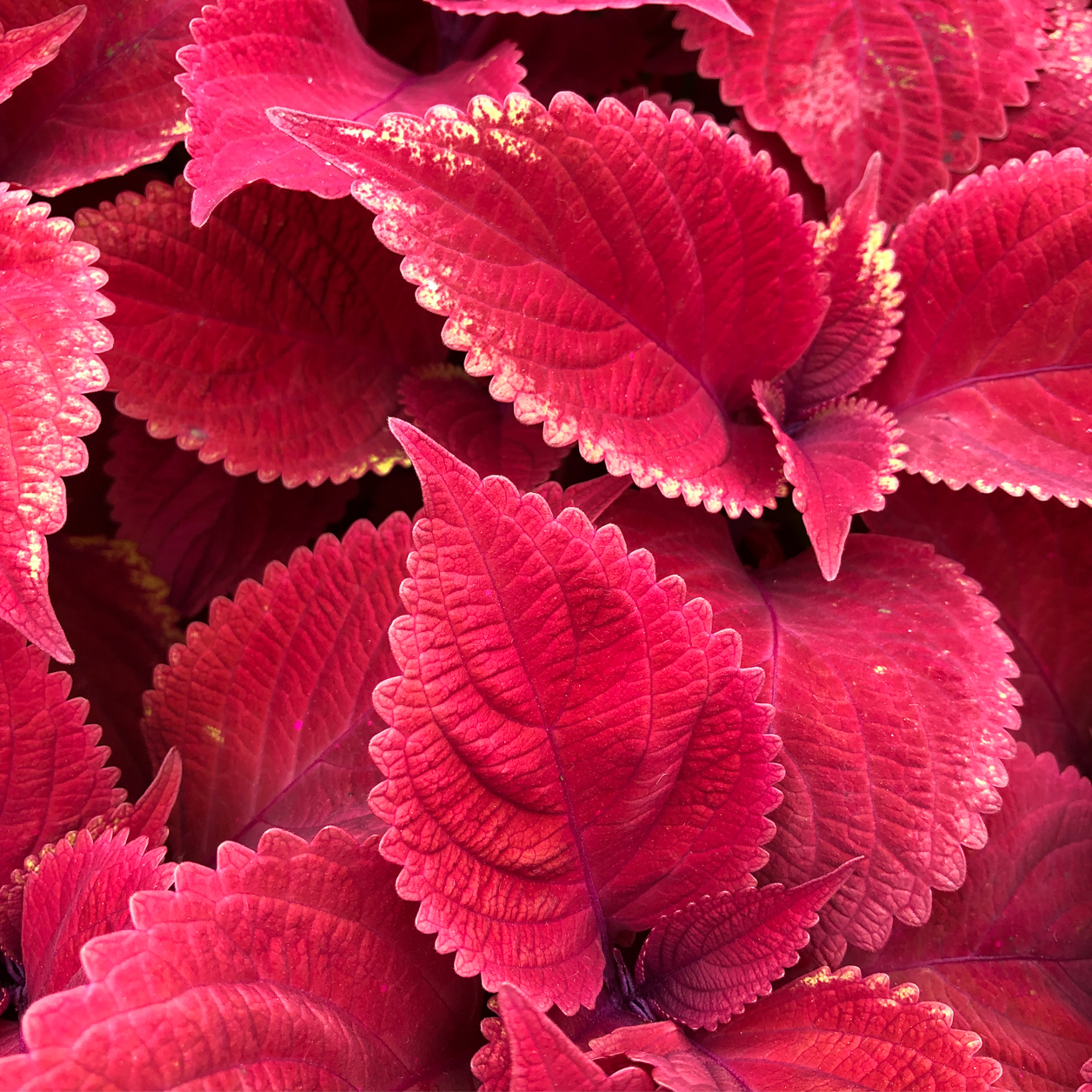Close up of deep red leaves of coleus plants
