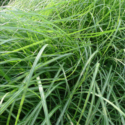Thin, long blades of grass