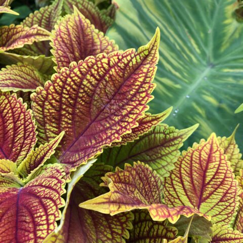 Close up of green coleus leaves with red veining