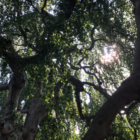 Sunlight through the canopy of a European Weeping Beech