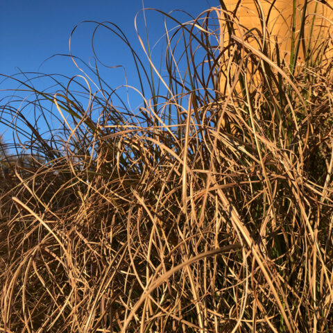 blue sky and dry grasses