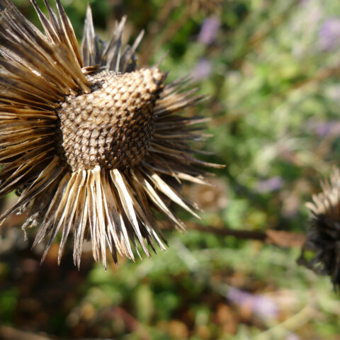 Close up of a prickly seed head