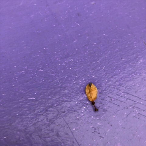Small golden brown seed on a wet, purple background
