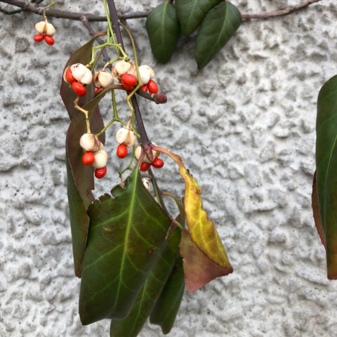 Red and white berries on a green plant against a gray stone wall