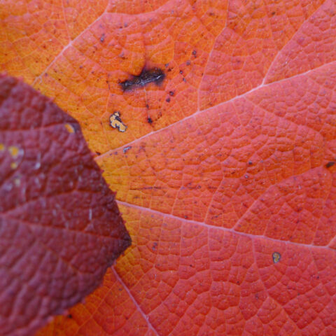 A red autumn leaf with a small hole