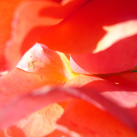 Close up of red rose petals in the sun