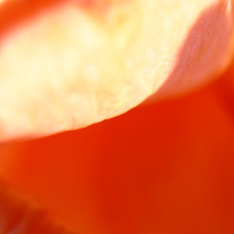 Even closer closeup of red rose petals in the sun