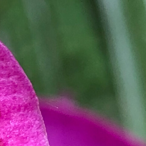 abstract closeup of a pink flower petal and green stem