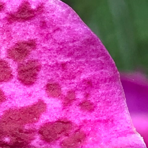 abstract closeup of a pink flower petal