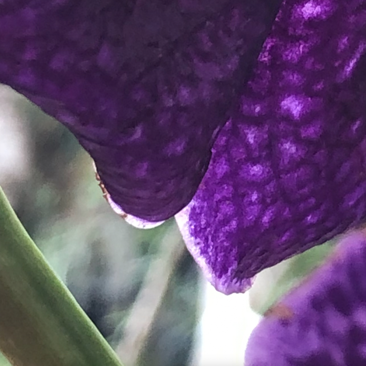 super closeup of a purple orchid