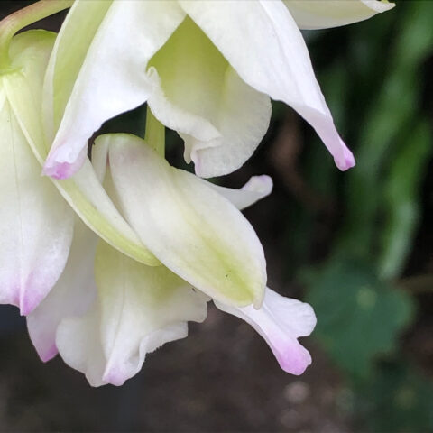 Close up of a white orchid with hints of lime green and pink