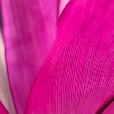 closeup of pink ribbed leaves
