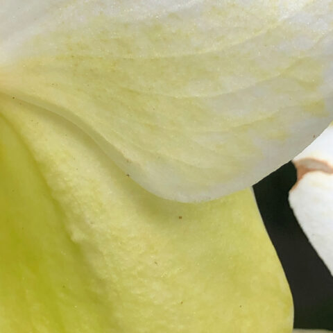 close up of yellow orchid petals