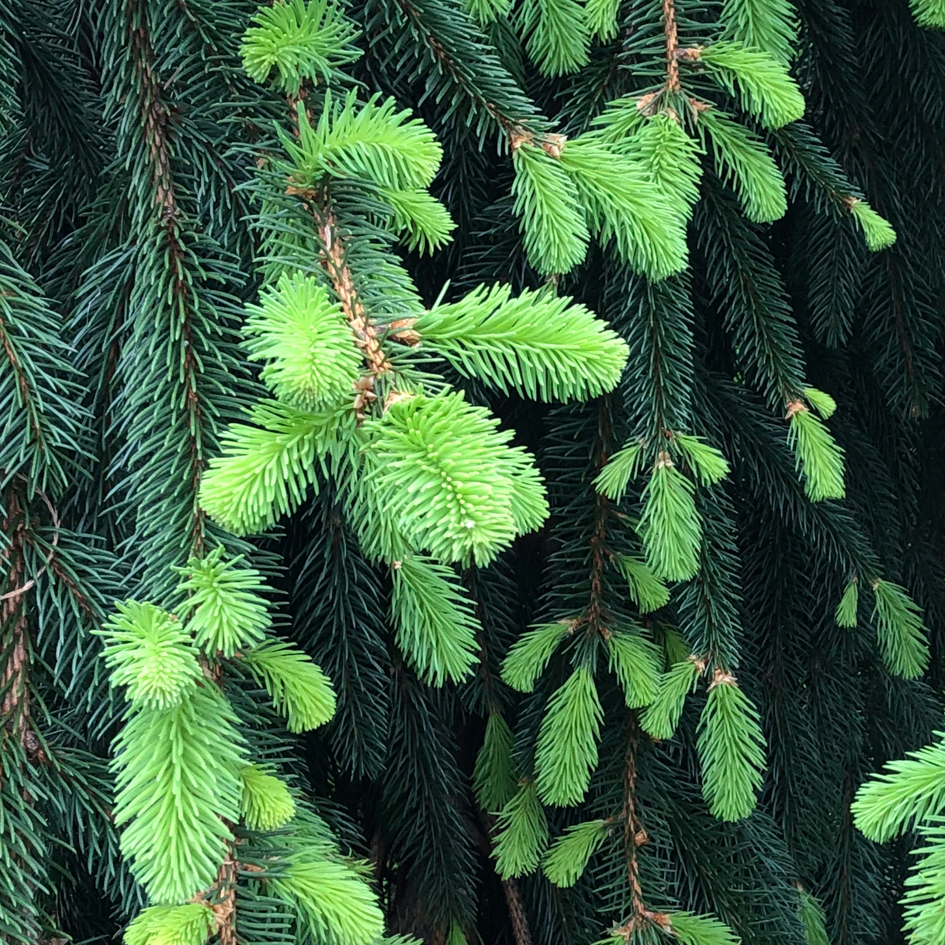 new bright green growth on an evergreen