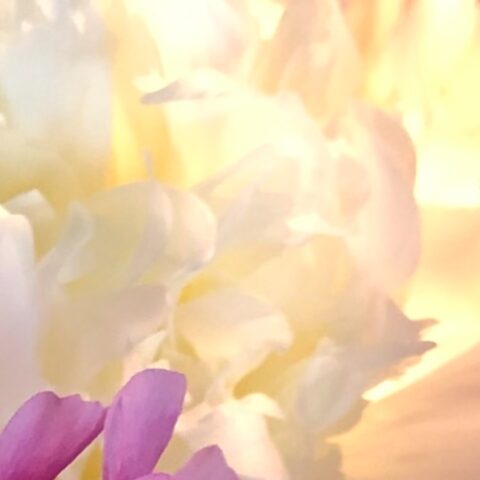 abstract from white peony petals