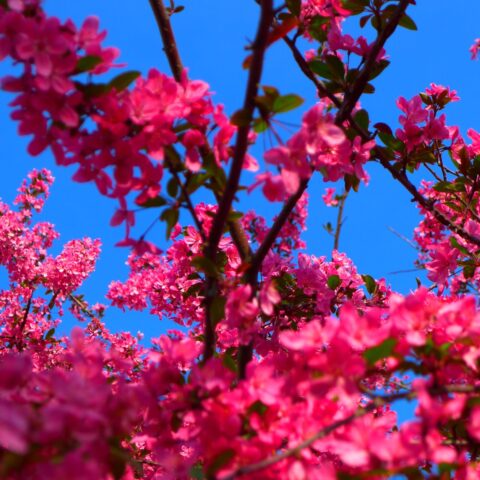 Bright pink crabapple flowers against a blue sky