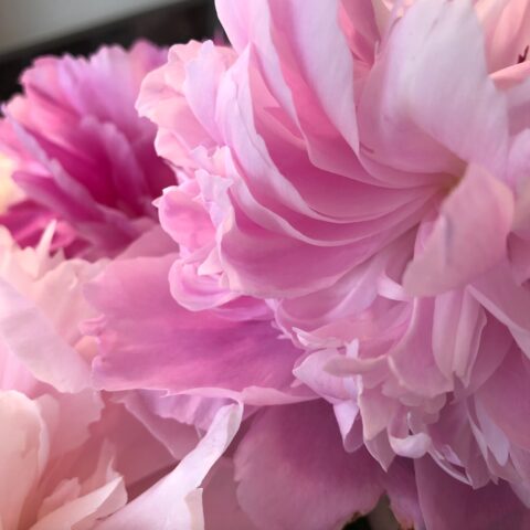 Close up of a pink peony, with the petals in layers