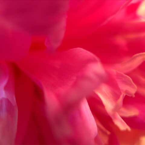 Abstract of hot pink flower petals